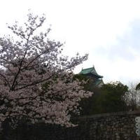 大阪城2013桜