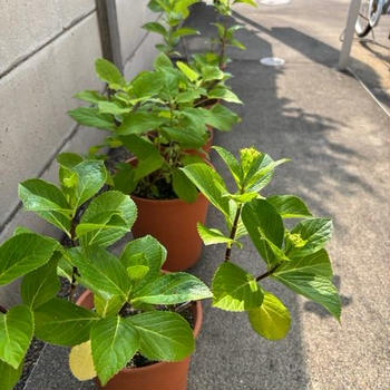 そらまめの旬は短い