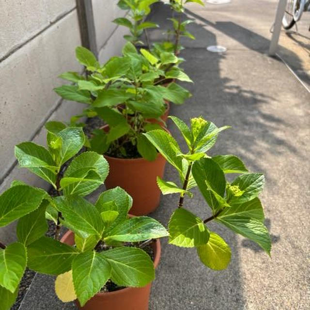 そらまめの旬は短い
