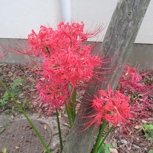 【朝散歩】朝晩涼しくなってきましたね