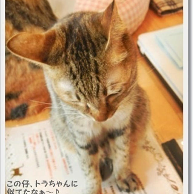 シャンパンの絶品ジェラートと猫カフェのこと。