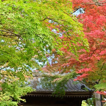 北鎌倉　円覚寺の紅葉