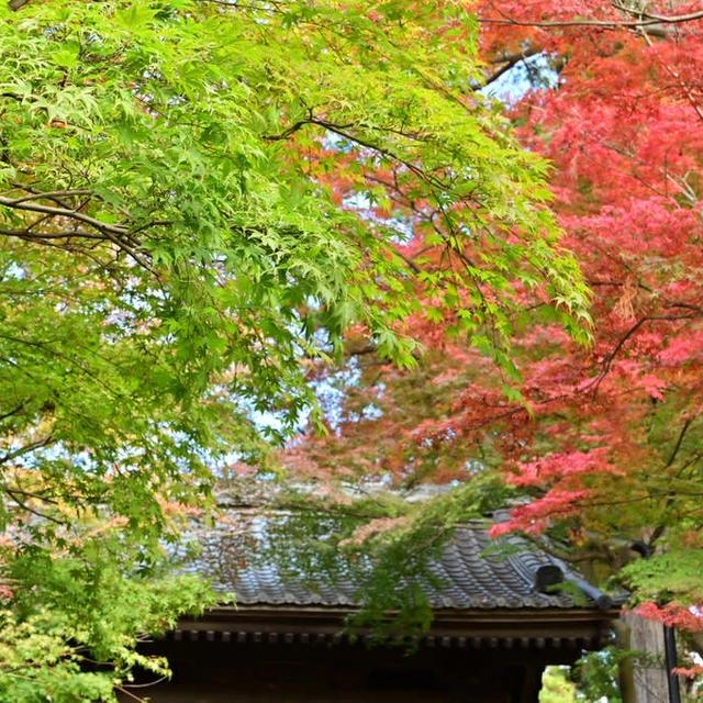 北鎌倉　円覚寺の紅葉