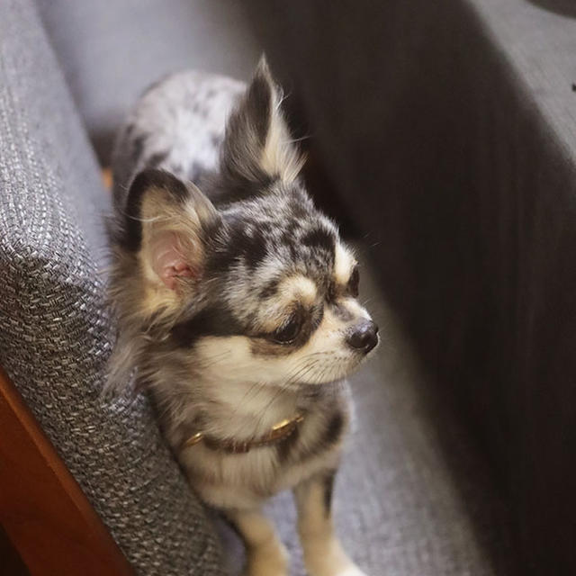 犬も釘付け。