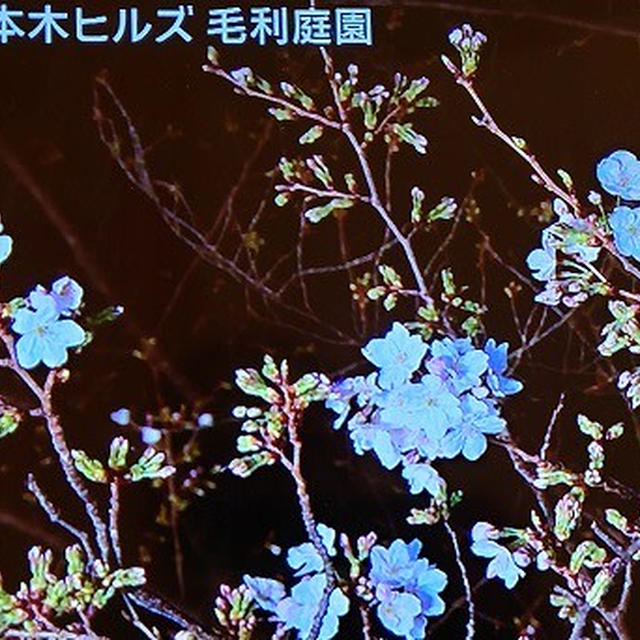 桜の開花宣言