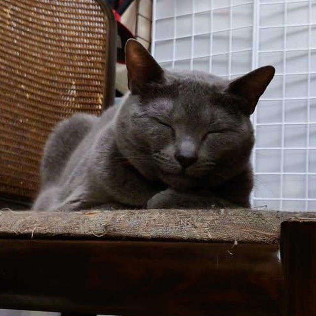 眠気に抗えない