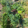 サンノゼ（アメリカ　カリフォルニア州）のコミュニティガーテンで野菜栽培・家庭菜園開始 その⑭　夏野菜の収穫開始