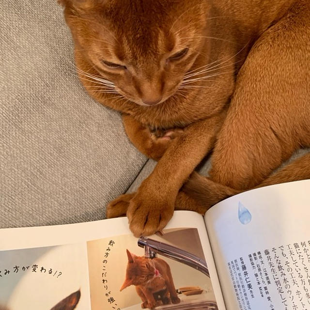 「ねこのきもち 7月号」に、ひめちゃんがいるー♪