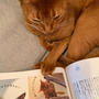 「ねこのきもち 7月号」に、ひめちゃんがいるー♪