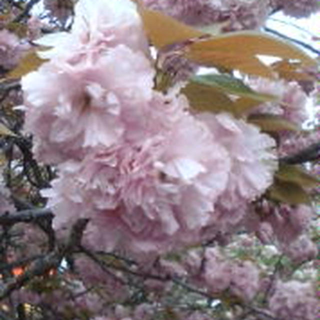 最後の桜