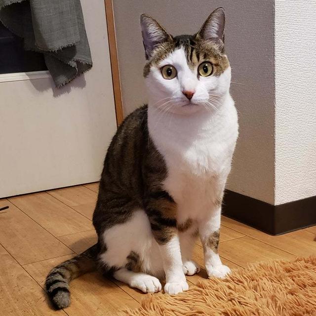 おこニャンneneco、おうちごはん