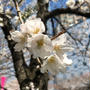 【お散歩】目黒川の桜を見に