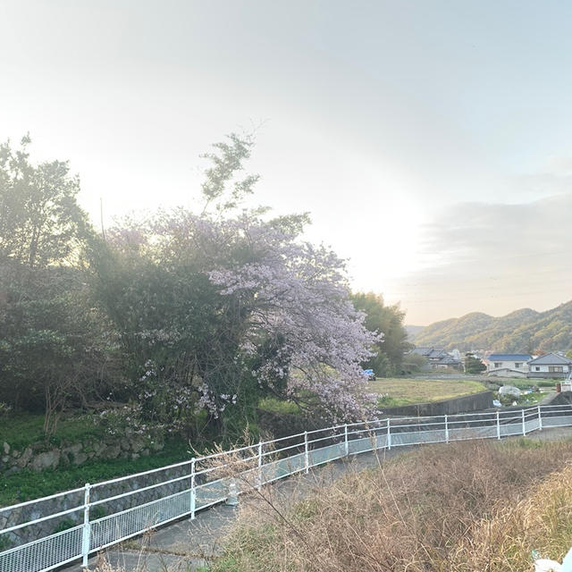 【季節のもの】沖縄にはない桜、わらび