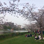 ローマでお花見！海を渡った桜の木