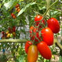 家庭菜園（プチトマトのアイコ収穫！）