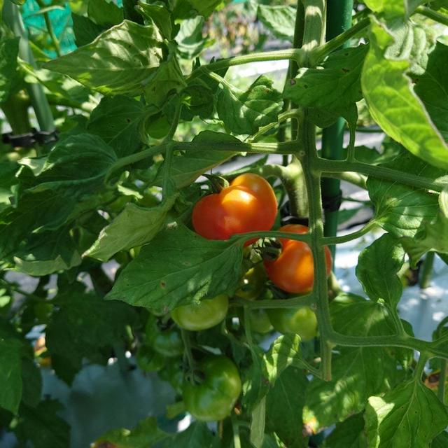 フルティカが熟れだしています。