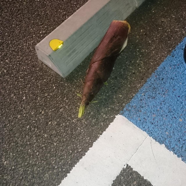 オモシロイ落し物