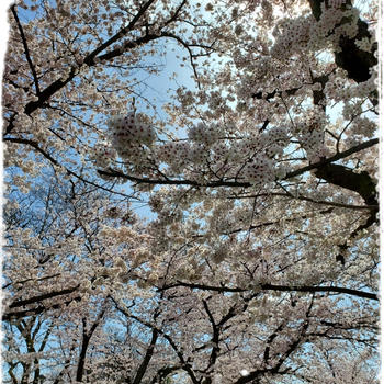 ★桜満開♪お花見散歩★