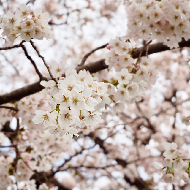 桜土手♪