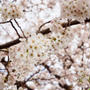 桜土手♪