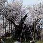 ■あきのデジBookにて【実相寺山高神代桜】推定樹齢二千年・日本で最古・最大の巨樹を見てきました♪