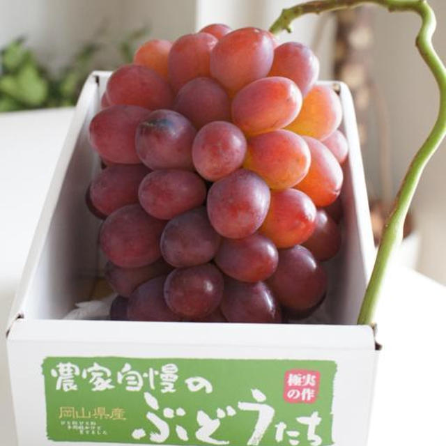 新品種★「紫苑（しえん）」岡山産ぶどう ① 糖度18度以上であま〜い