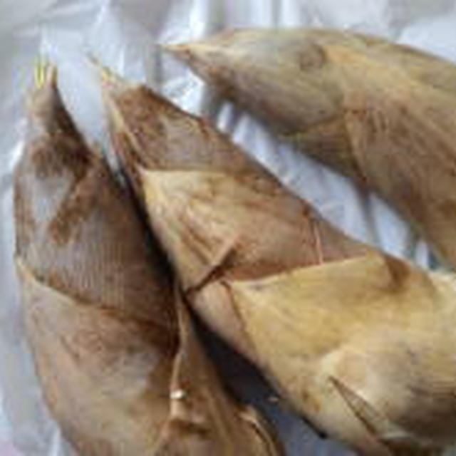 朝堀りの新鮮筍・京都塚原産