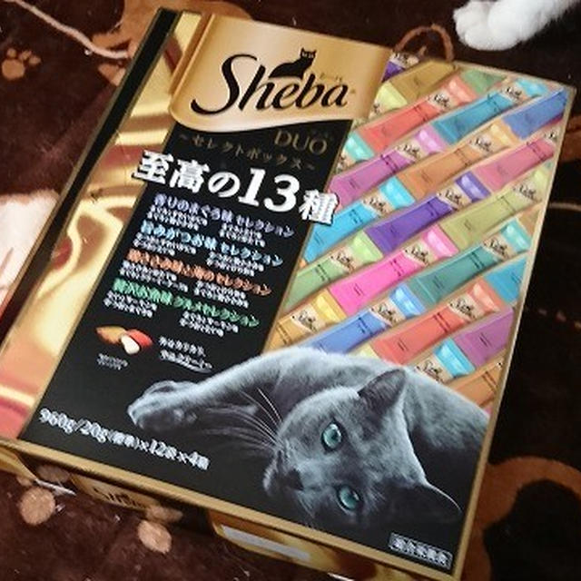 【小梅・さくら・桃之介通信】クリスマスプレゼント♪