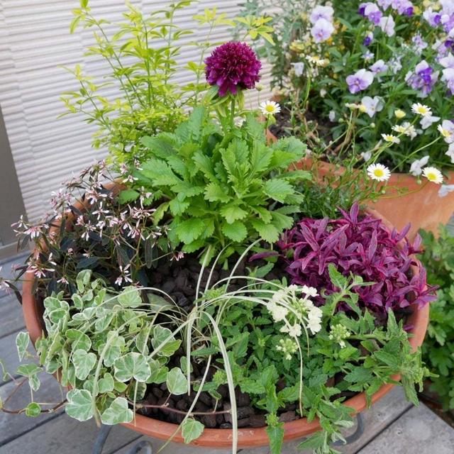 スカビオサの寄せ植え#最近撮った写真は