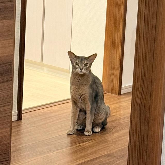 パパいないでち…