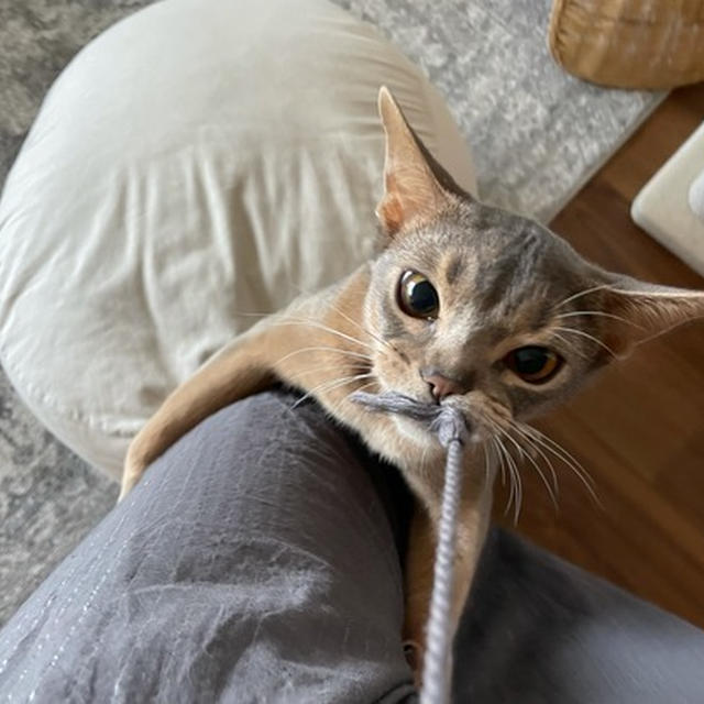 紐付きの服、ヤンチャな猫がいると秒でこうなる( ꒪⌓꒪)