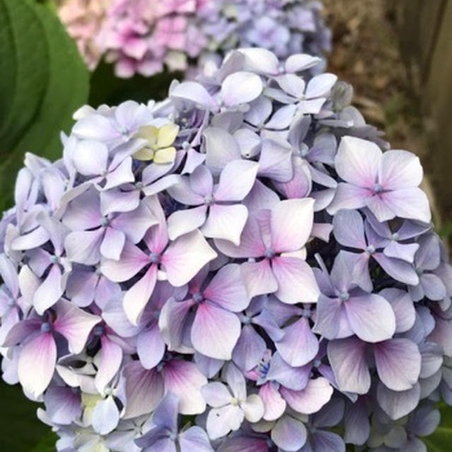 初夏の花たち