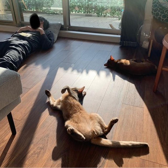 猫と寝正月