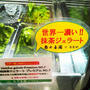 世界一濃い！抹茶ジェラート壽々喜園(すずきえん)×ななや