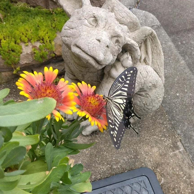 アゲハチョウのお食事タイム#ameba写真部