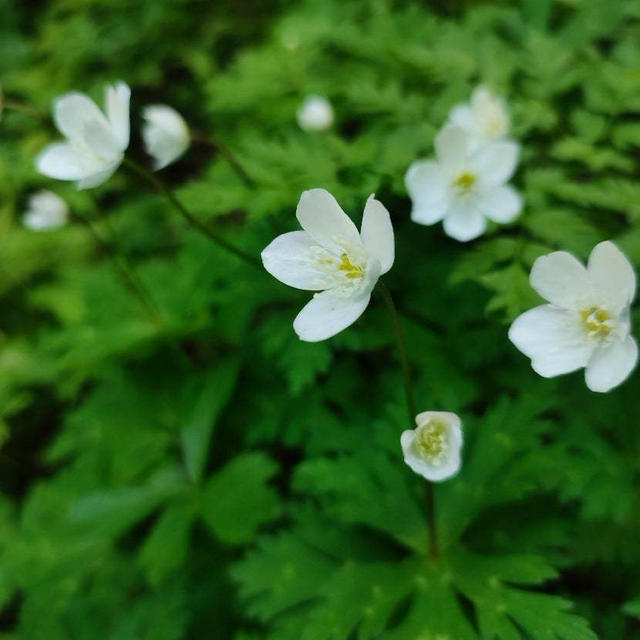 県民の森
