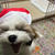 Xmas