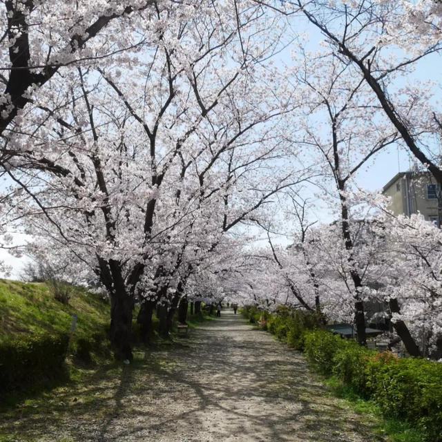 昨日の桜-4月4日の②-