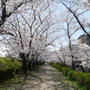昨日の桜-4月4日の②-