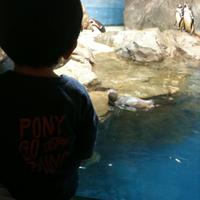 水族館＆ピザ