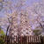 ☆伊豆の桜☆