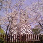 ☆伊豆の桜☆