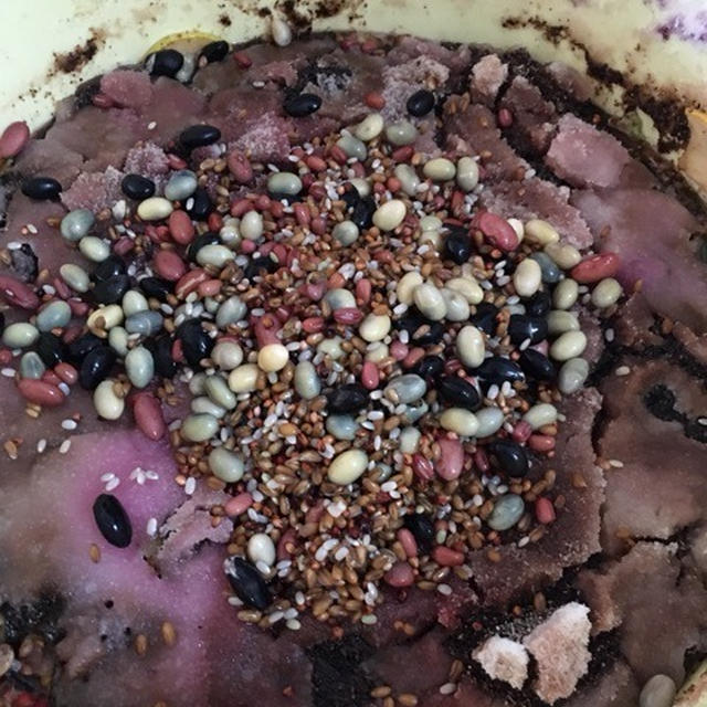 手作り酵素2日目