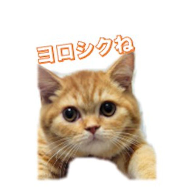 我が家のニャンズ / 猫にコレはやってはダメだよ あれこれ
