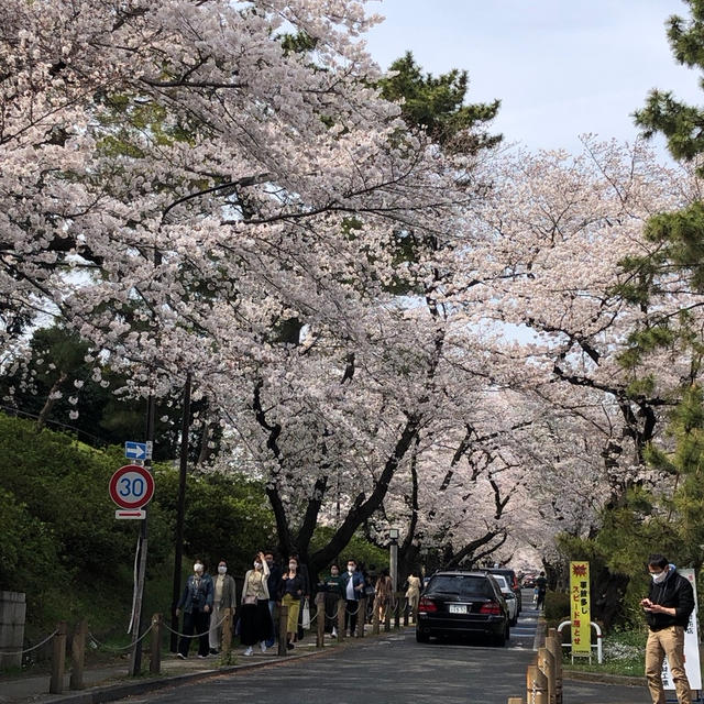 青山霊園の桜★2021