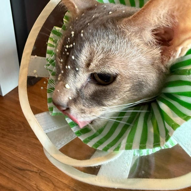 ぼくちん、水分飲むの下手すぎ…( ¯ᒡ̱¯ )