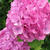 紫陽花・梅雨入り