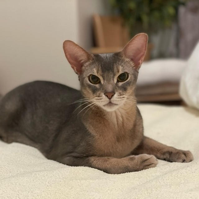 先にお布団で待ってる猫さん