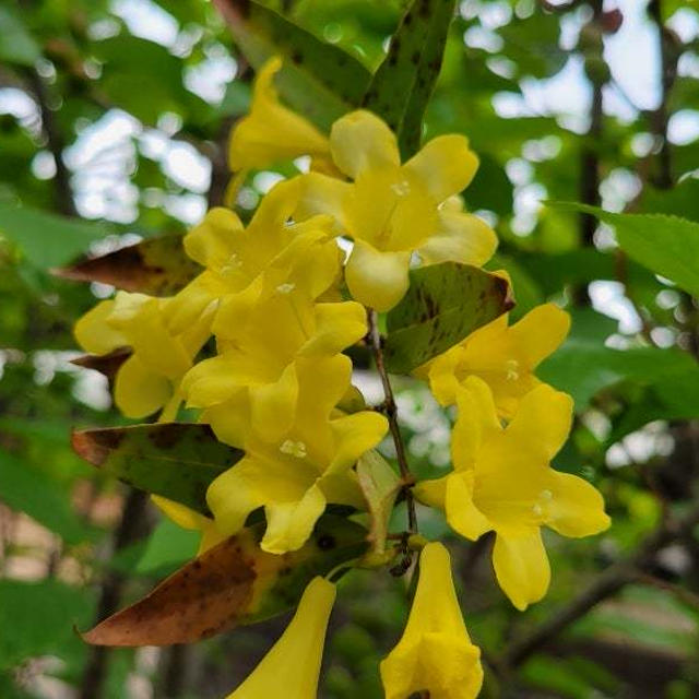 義母が月末施設へ…お花達、菜園