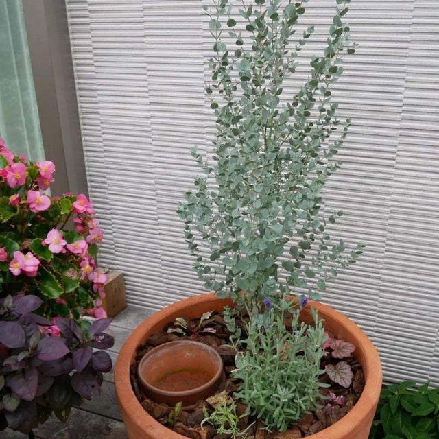 ユーカリとラベンダー、未完成寄せ植え